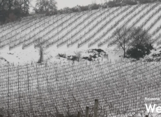 Dalmonte (Coldiretti): “La neve è un fattore positivo per l’agricoltura”