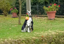 Rubato il cane Poldo Mario: strappava un sorriso a chi passava da San Bartolo