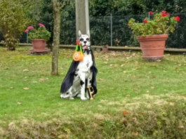 Rubato il cane Poldo Mario: strappava un sorriso a chi passava da San Bartolo