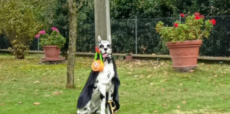 Rubato il cane Poldo Mario: strappava un sorriso a chi passava da San Bartolo