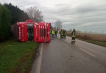 Camion carico di suini si ribalta sulla Statale 16