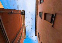 Bassa Romagna: lanciata la nuova campagna informativa per contenere la proliferazione dei piccioni urbani