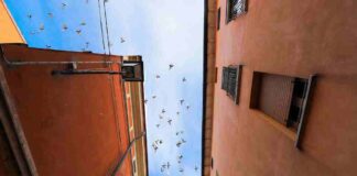 Bassa Romagna: lanciata la nuova campagna informativa per contenere la proliferazione dei piccioni urbani