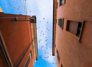 Bassa Romagna: lanciata la nuova campagna informativa per contenere la proliferazione dei piccioni urbani