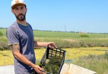 Alghe, da scarto a risorsa: coop di giovani e Legacoop Romagna chiedono di superare il vuoto normativo