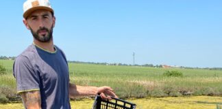 Alghe, da scarto a risorsa: coop di giovani e Legacoop Romagna chiedono di superare il vuoto normativo