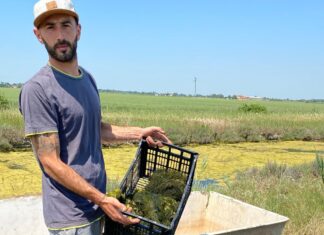 Alghe, da scarto a risorsa: coop di giovani e Legacoop Romagna chiedono di superare il vuoto normativo