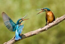 Come soccorrere un animale selvatico: incontro pubblico della LIPU Ravenna