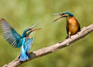 Come soccorrere un animale selvatico: incontro pubblico della LIPU Ravenna