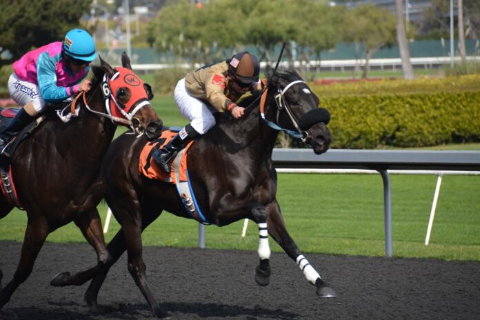 ravennaweb bianca-stock-photos-horseracing-5061006_1280