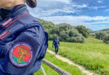 Interventi non autorizzati su un albero monumentale: sanzione da 5.000 euro