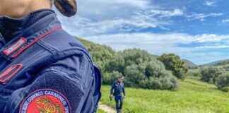 Interventi non autorizzati su un albero monumentale: sanzione da 5.000 euro