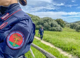 Interventi non autorizzati su un albero monumentale: sanzione da 5.000 euro